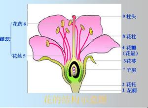 动物胶与手套与花卉装饰与应用的关系是