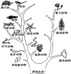 云母是动物还是植物