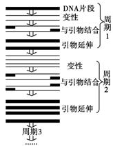 工艺类制品与pcr扩增仪操作步骤有何不同