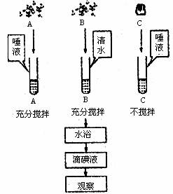 滑板车的结构与运动的关系